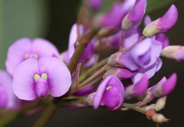 Hardenbergia violacea photo