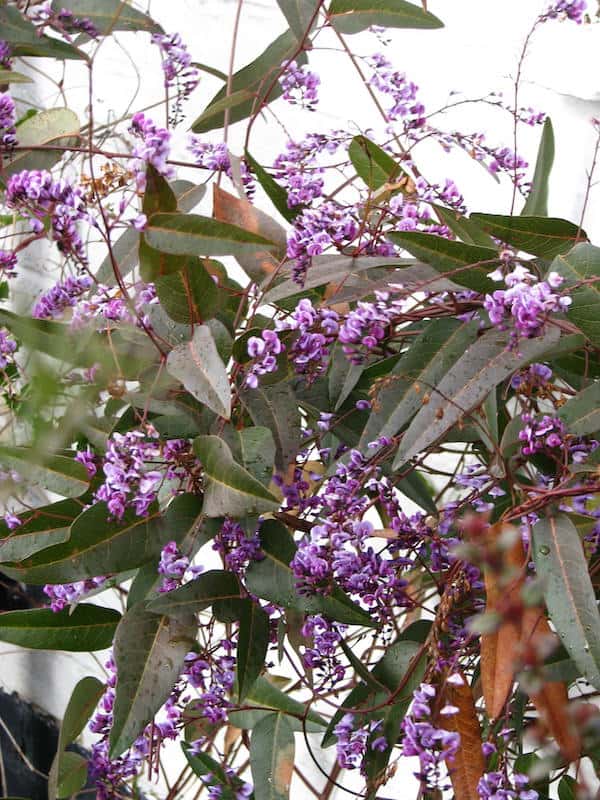 Hardenbergia violacea photo