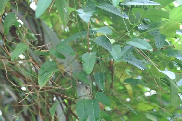Hardenbergia violacea 'Happy Wanderer' photo