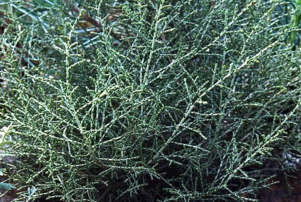 Ozothamnus cupressoides photo