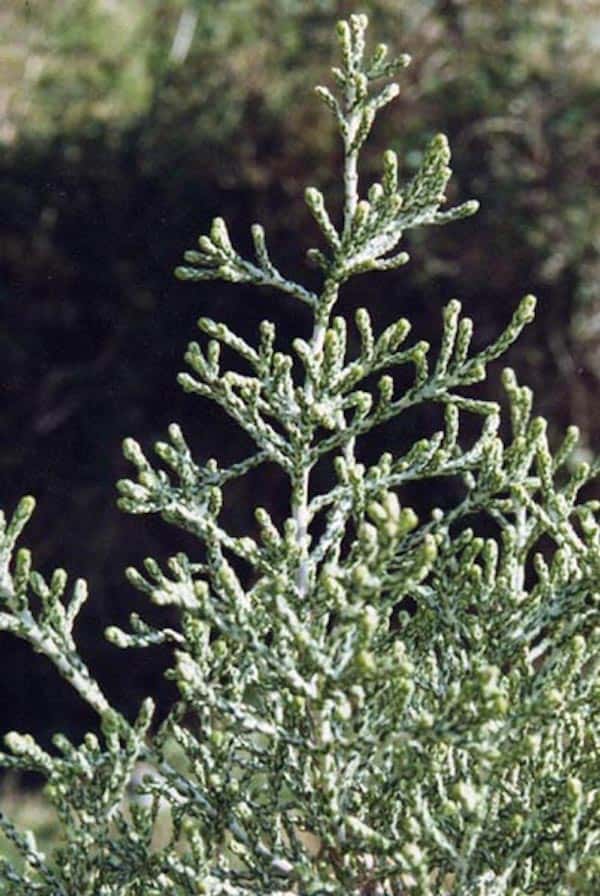 Ozothamnus cupressoides photo