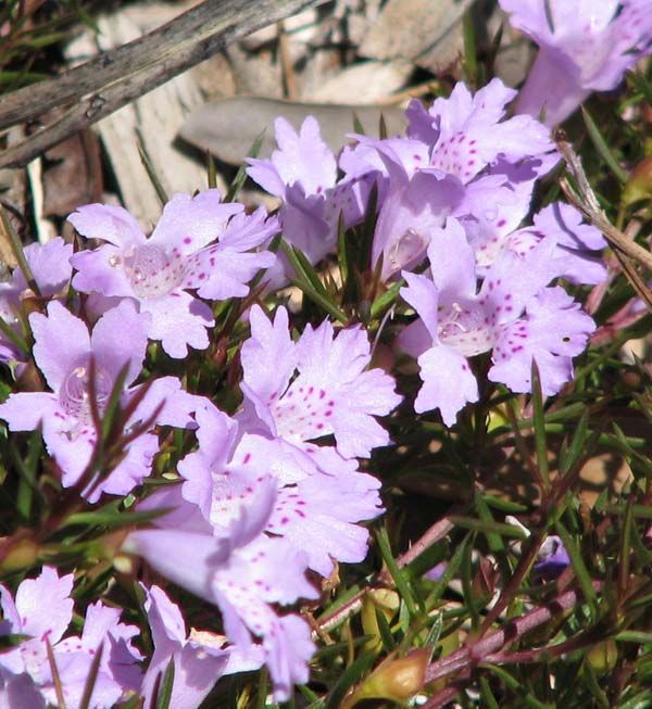 Hemiandra pungens photo