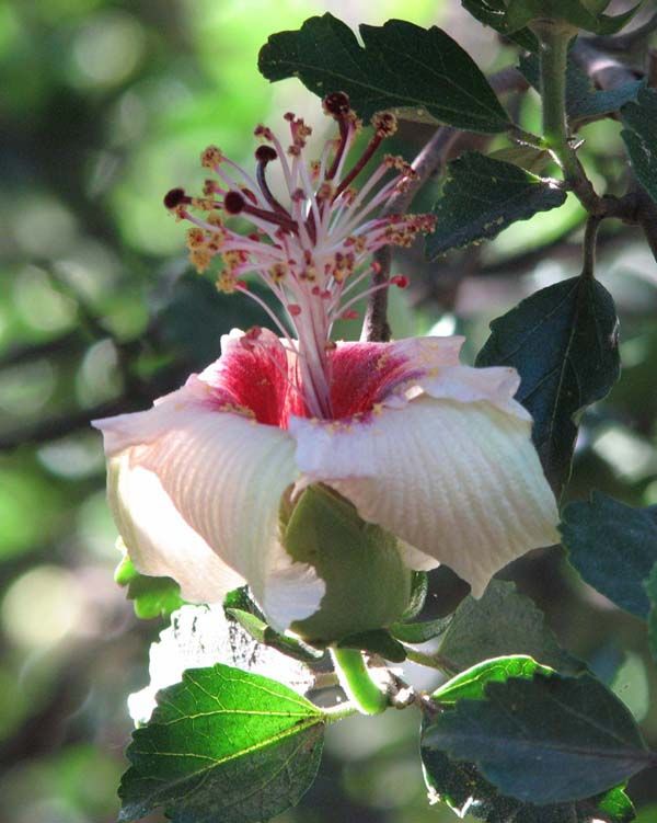 Hibiscus insularis photo