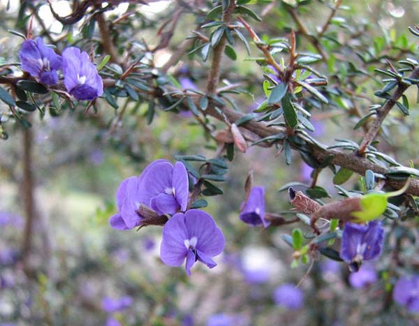 Hovea acanthoclada photo