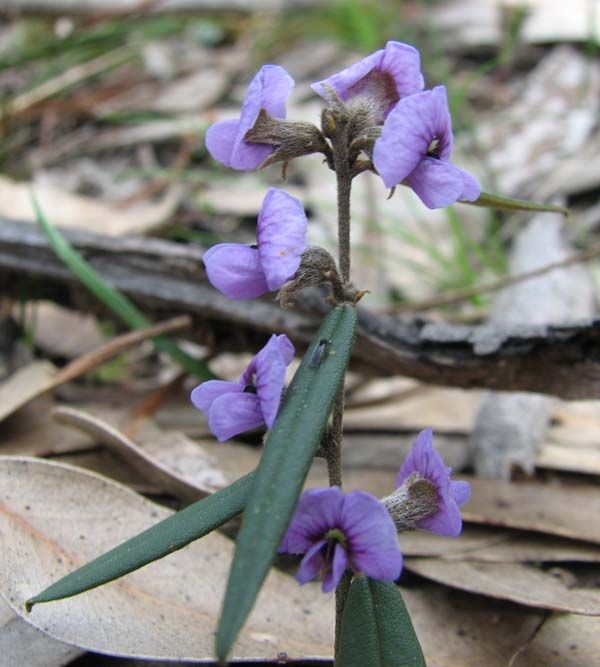 Hovea linearis photo