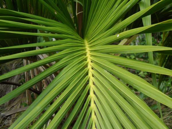 Howea belmoreana photo