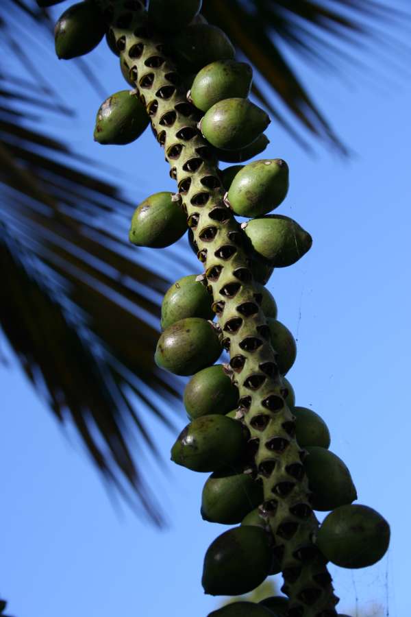 Howea belmoreana photo