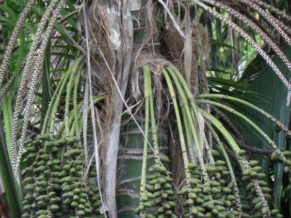 Howea forsteriana photo