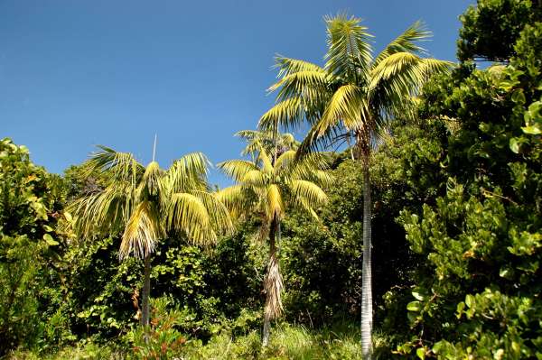 Howea forsteriana photo