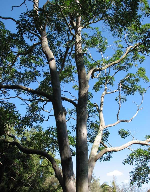 Hymenosporum flavum photo