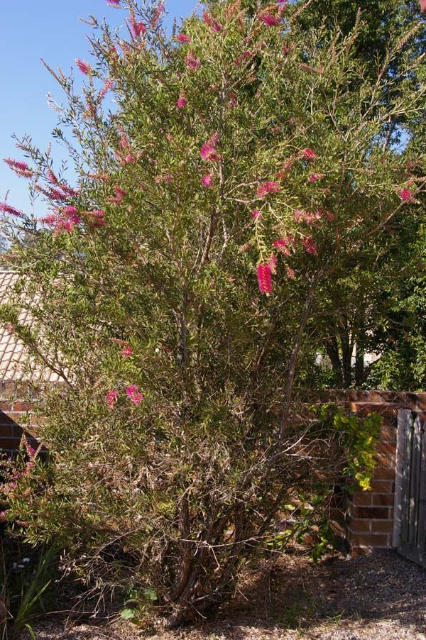 Callistemon 'Lavender Showers' Callistemon 'Lavender Showers' photo