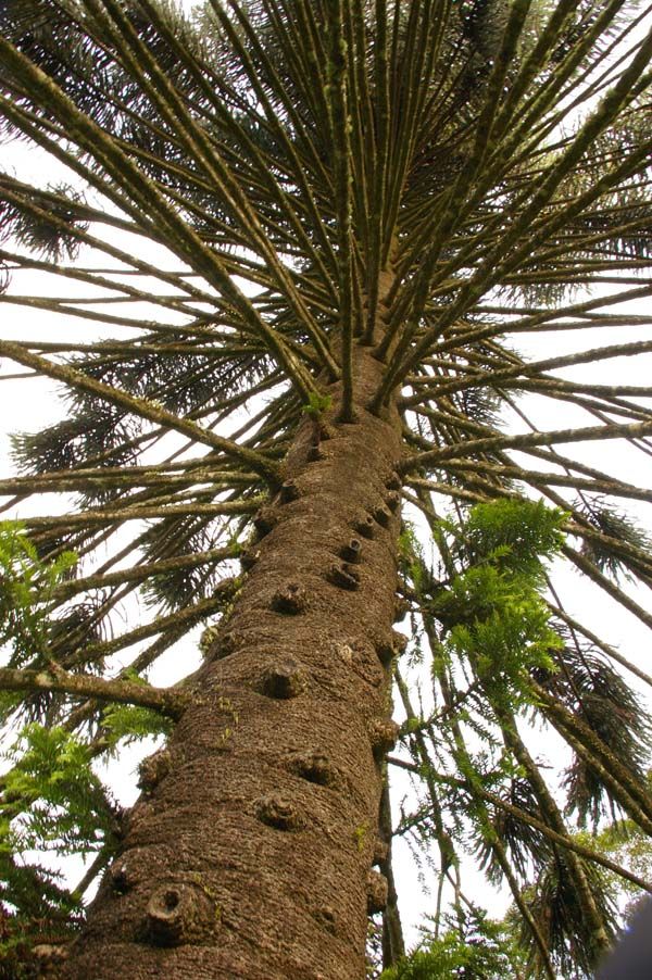 The Bunya-Bunya Pine (Araucaria bidwillii)