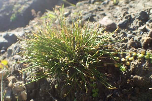 Isolepis cernua photo