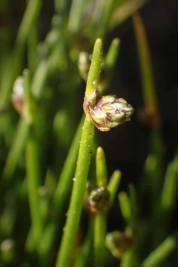 Isolepis cernua photo