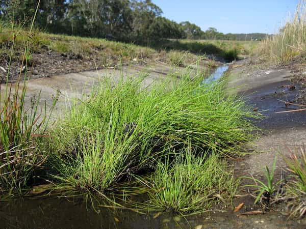 Isolepis inundata photo