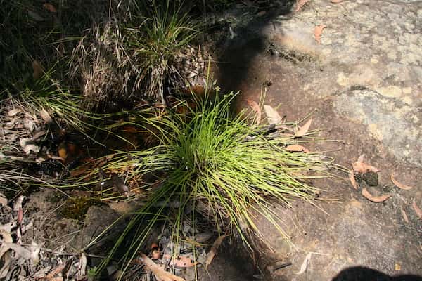 Isolepis inundata photo