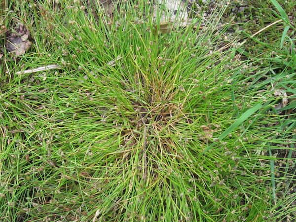 Juncus bufonius photo