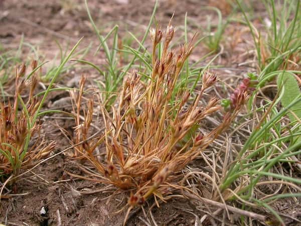 Juncus bufonius photo