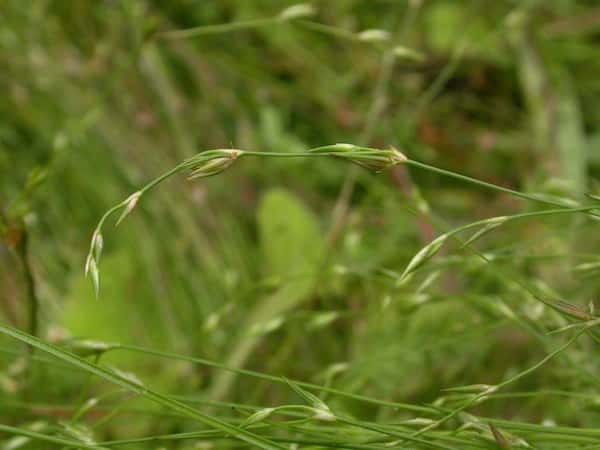 Juncus bufonius photo