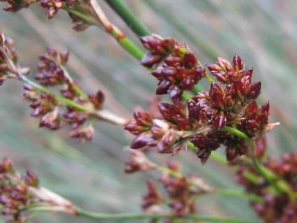 Juncus kraussii photo