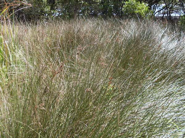 Juncus kraussii photo