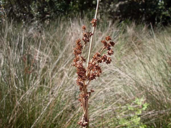 Juncus kraussii photo