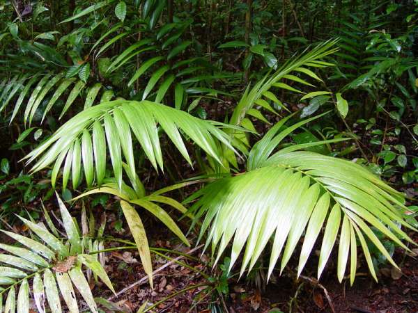 Laccospadix australasica photo