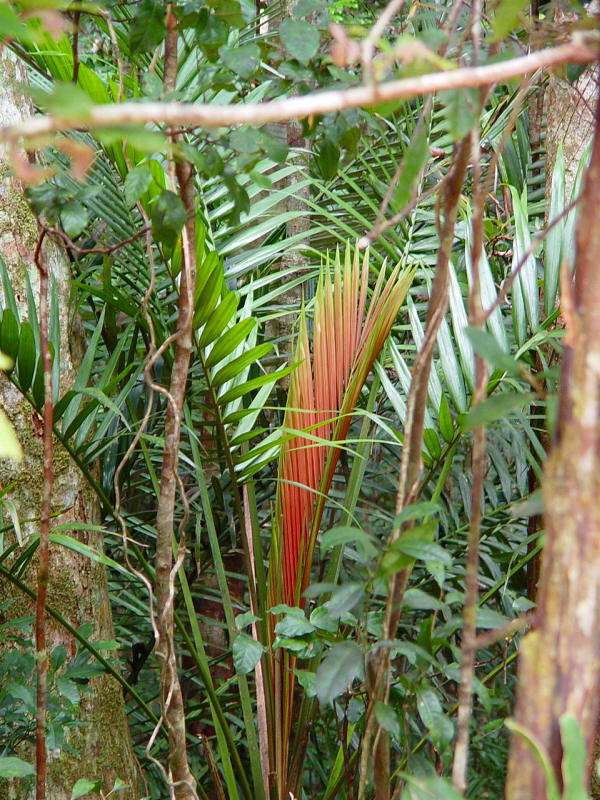 Laccospadix australasica photo