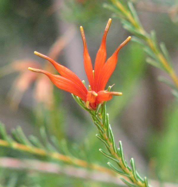 Lambertia ericifolia photo