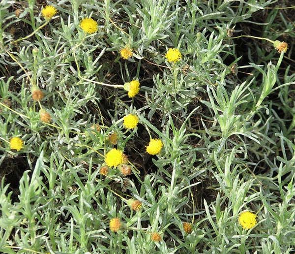 Leiocarpa panaetioides photo