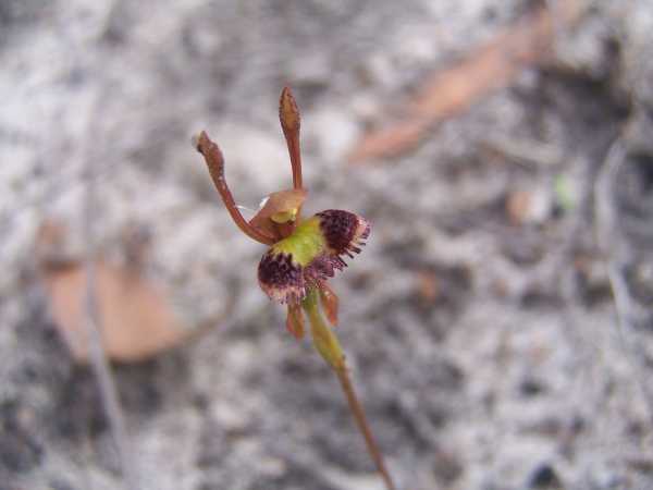 Leporella fimbriata photo