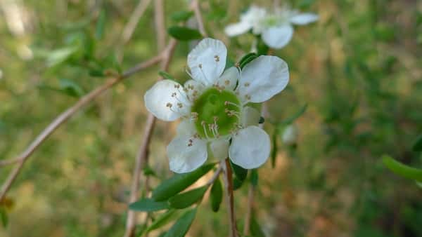 Leptospermum brachyandrum photo