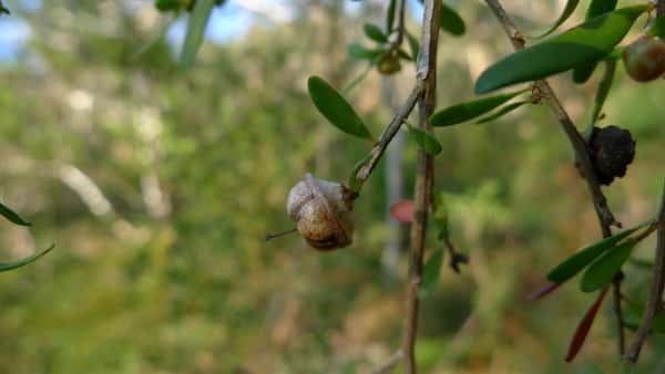 Leptospermum brachyandrum photo