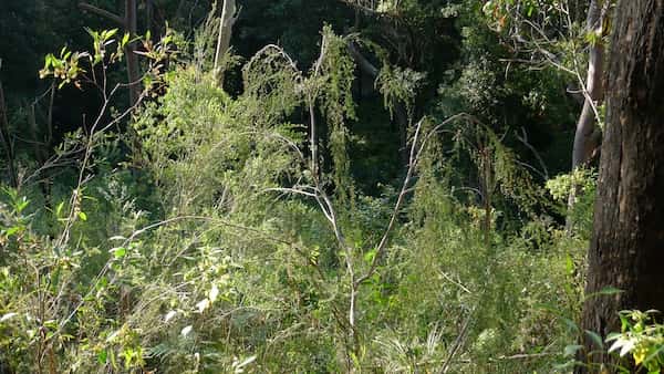 Leptospermum brachyandrum photo