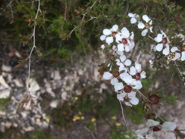 Leptospermum continentale photo