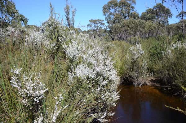 Leptospermum continentale photo