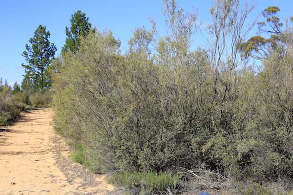 Leptospermum coriaceum photo