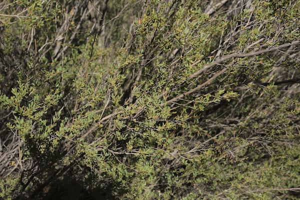 Leptospermum coriaceum photo