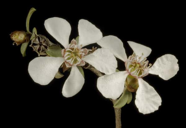 Leptospermum erubescens photo