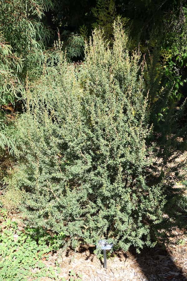 Leptospermum grandiflorum photo