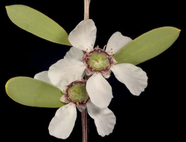 Leptospermum laevigatum photo