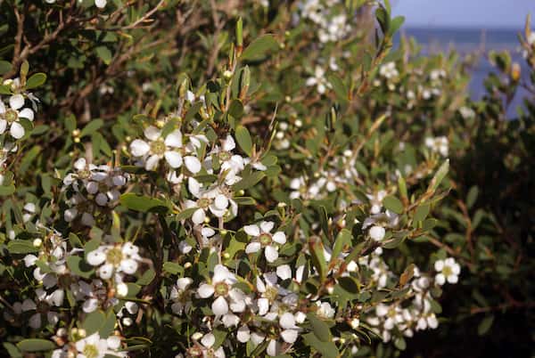 Leptospermum laevigatum photo