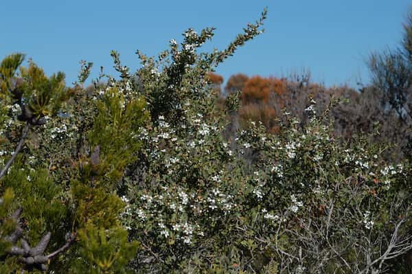 Leptospermum laevigatum photo