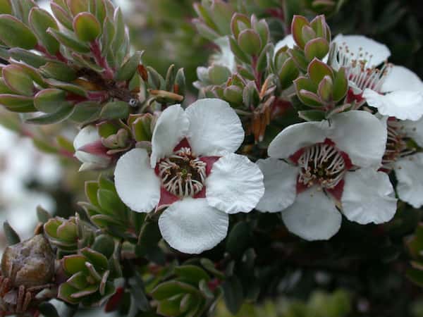 Leptospermum lanigerum photo