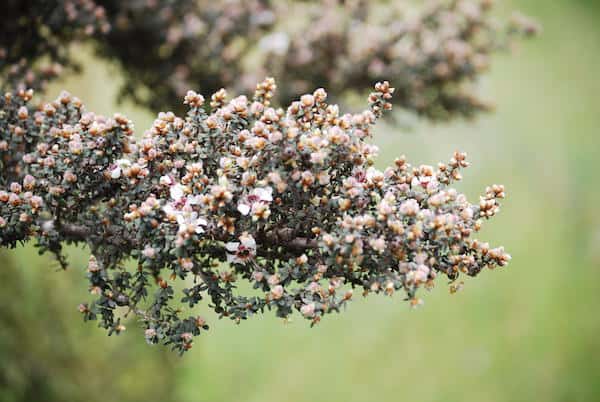 Leptospermum lanigerum photo