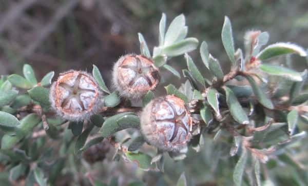 Leptospermum lanigerum photo