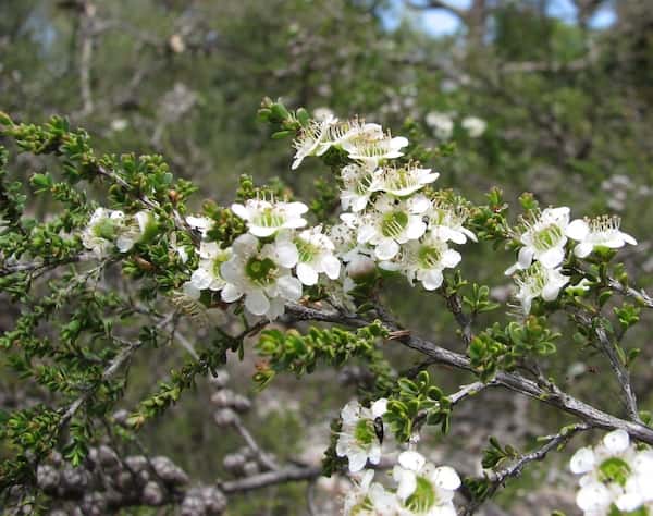 Leptospermum liversidgei photo