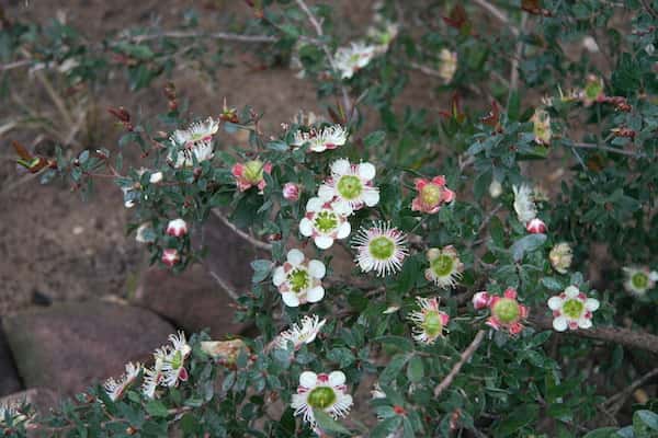 Leptospermum macrocarpum photo