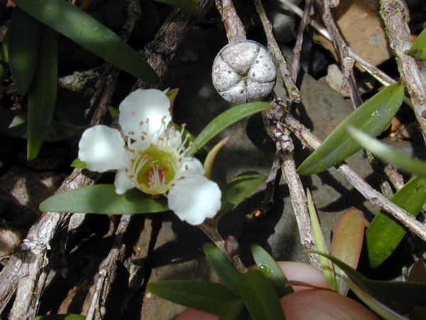 Leptospermum morrisonii photo