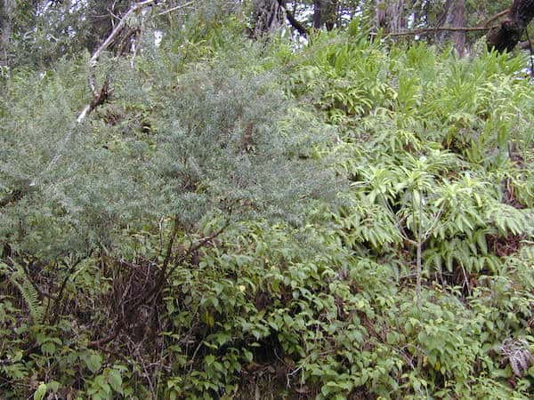 Leptospermum morrisonii photo